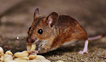 24 Hour & Emergency Exterminators in Chatsworth, IL